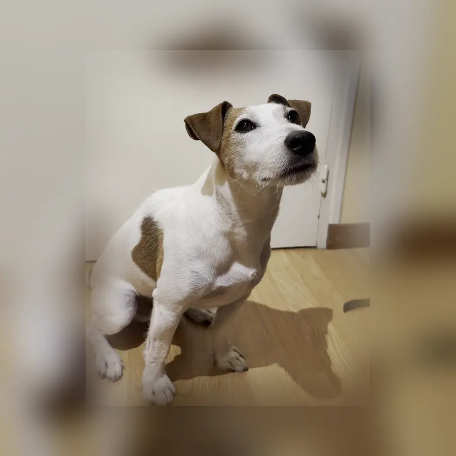 Youki, jack russell blanc et fauve, assis, regarde vers l'objectif