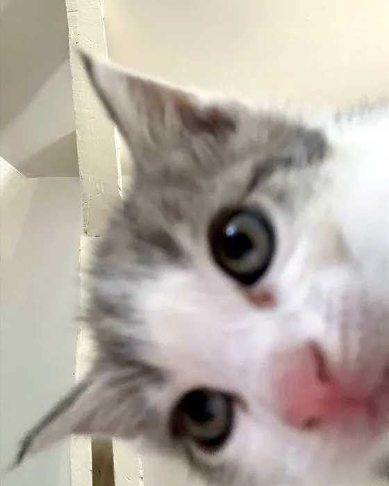 Billy, chaton gris et blanc, passe la tête au coin d'un mur, yeux grands ouverts