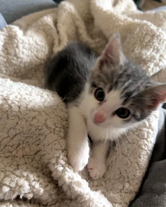 Billy, chaton, lové dans un plaid crème, regarde l'objectif
