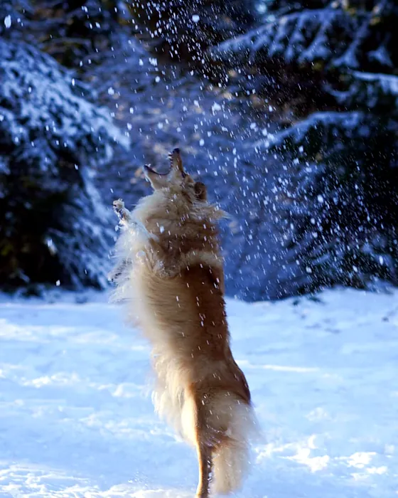 Retsuko bondit dans la neige, flocons en suspension