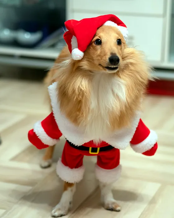 Retsuko debout en costume de père Noël