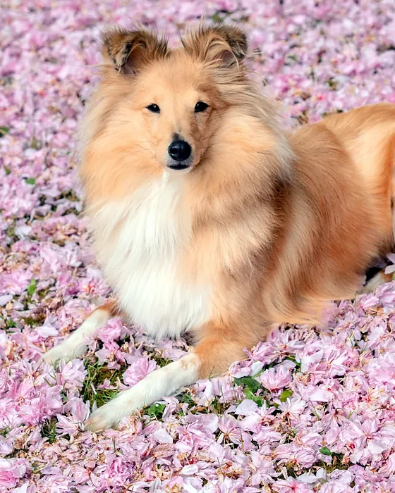 Retsuko, chienne shetland fauve, couchée dans un tapis de pétales de cerisier roses