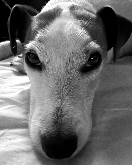 Youki couché sur un lit, museau posé, en noir et blanc