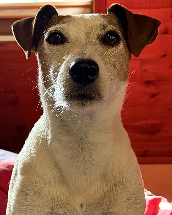 Youki, jack russell, portrait de face devant un mur en bois clair